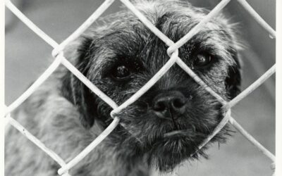 Now to Paws and Reflect for Our Furry Friends: